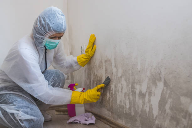 Mold Removal Process in Luverne, MN